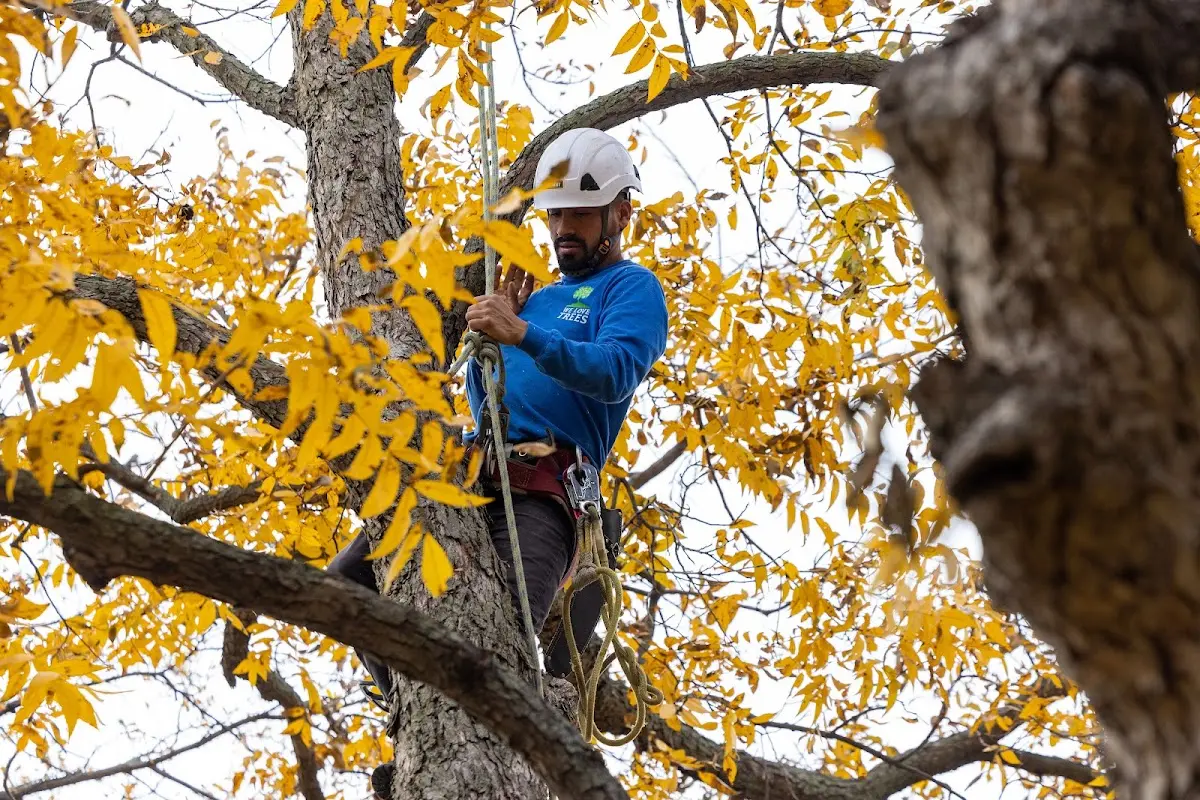 Skilled Tree Trimming crew working in Tecumseh